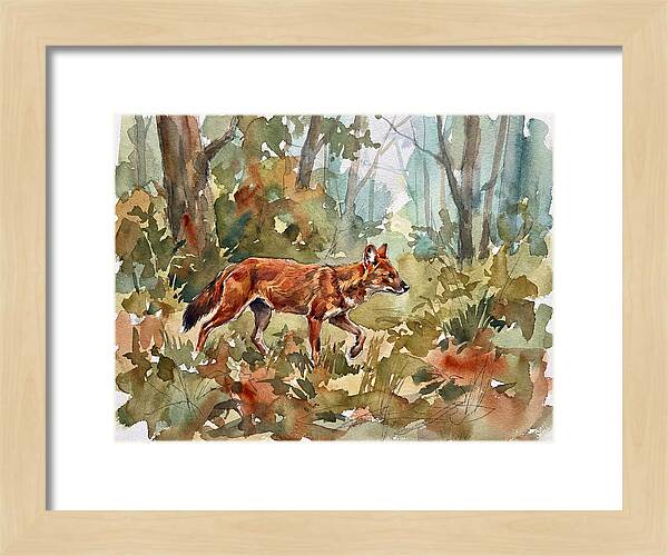 Dhole In The Wilderness