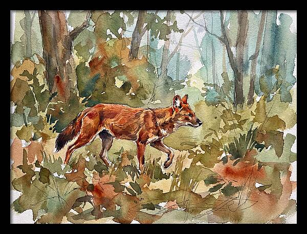 Dhole In The Wilderness