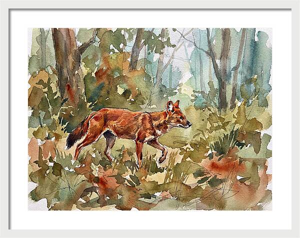 Dhole In The Wilderness