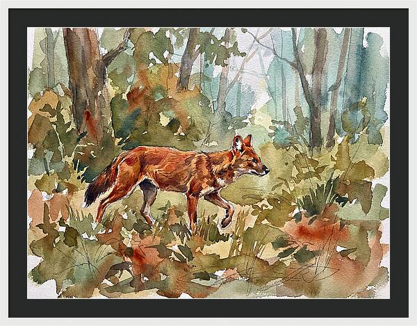 Dhole In The Wilderness