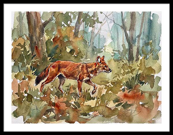 Dhole In The Wilderness