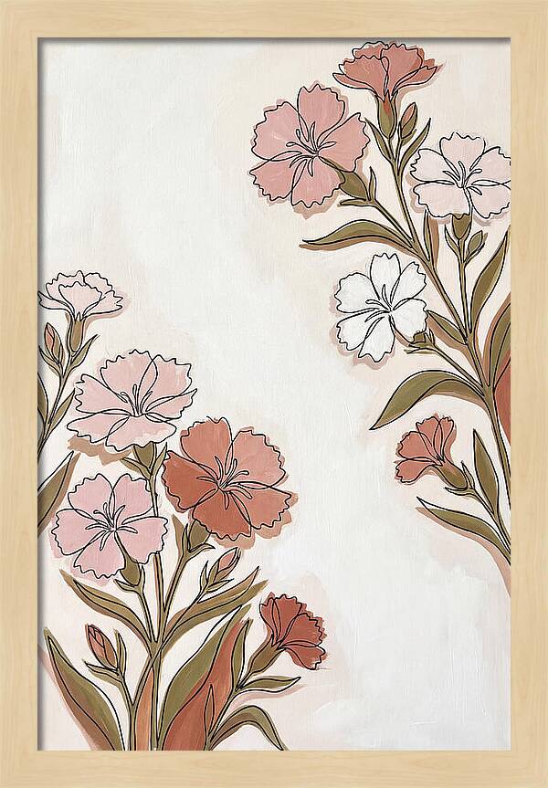 Dianthus Blooms In Soft Hues