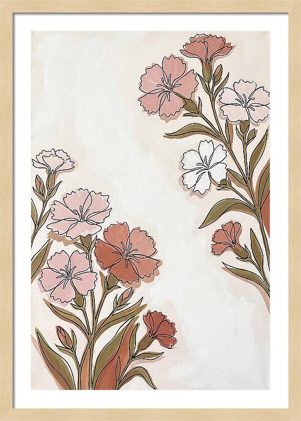 Dianthus Blooms In Soft Hues