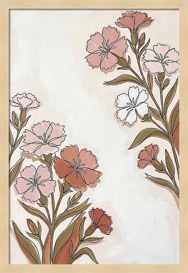 Dianthus Blooms In Soft Hues