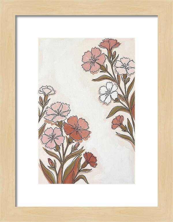 Dianthus Blooms In Soft Hues