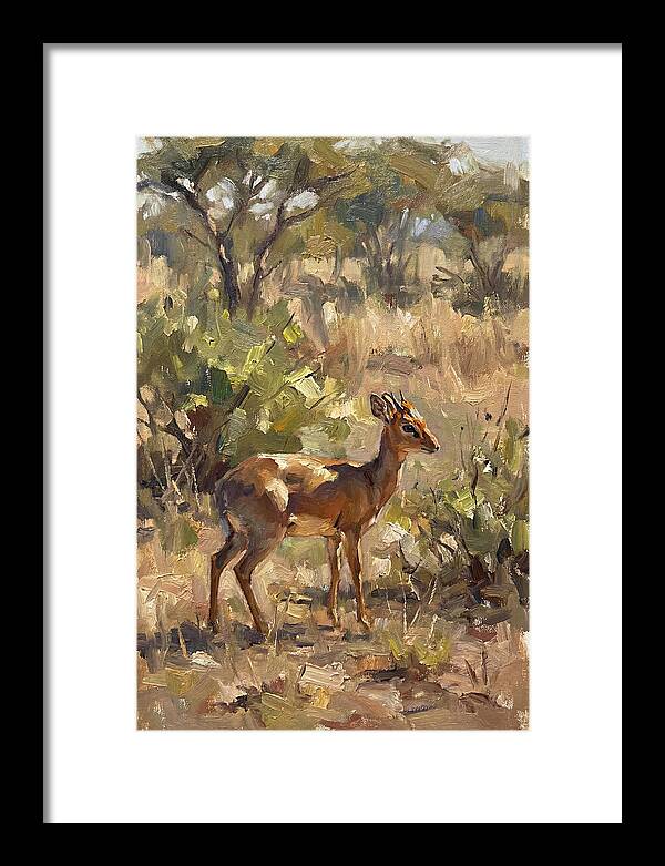 Dik Dik In Natural Habitat