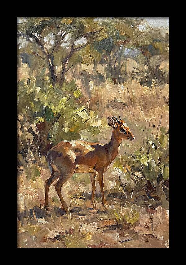 Dik Dik In Natural Habitat