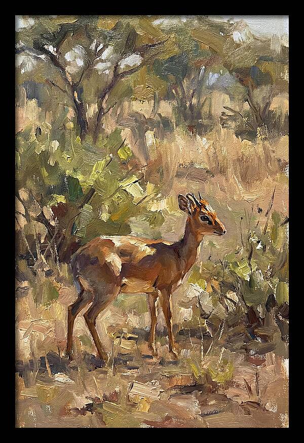 Dik Dik In Natural Habitat