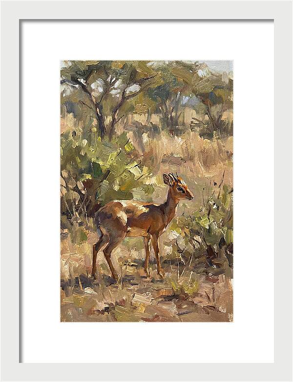 Dik Dik In Natural Habitat