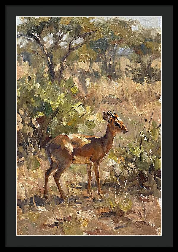 Dik Dik In Natural Habitat