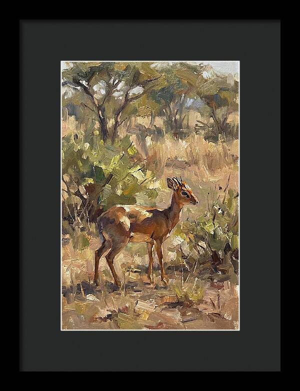 Dik Dik In Natural Habitat