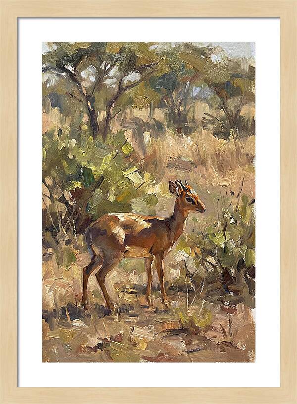 Dik Dik In Natural Habitat