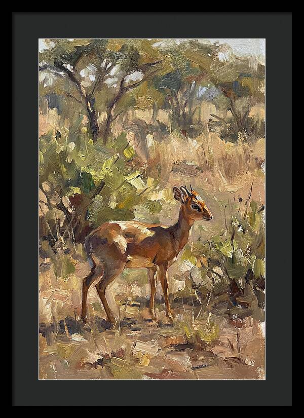 Dik Dik In Natural Habitat