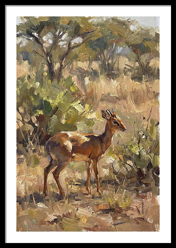 Dik Dik In Natural Habitat