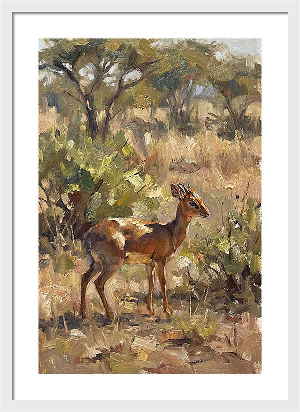 Dik Dik In Natural Habitat