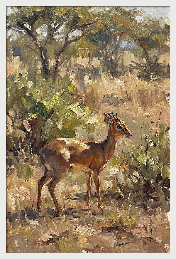 Dik Dik In Natural Habitat