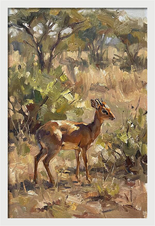 Dik Dik In Natural Habitat