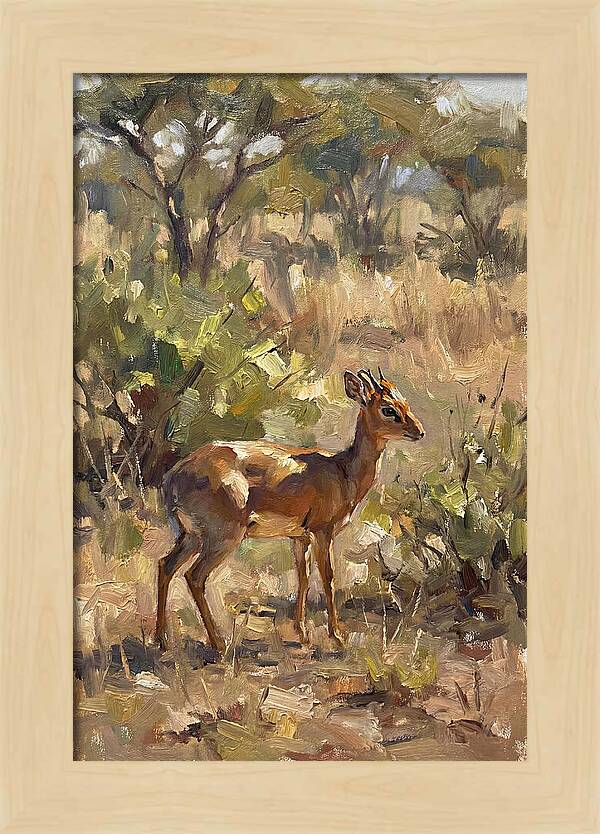 Dik Dik In Natural Habitat
