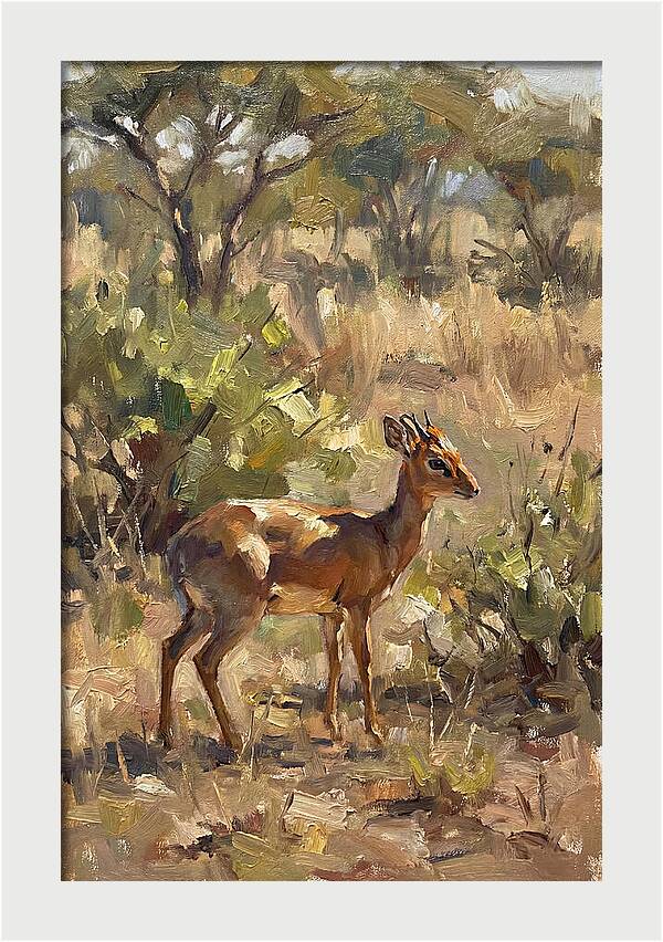 Dik Dik In Natural Habitat