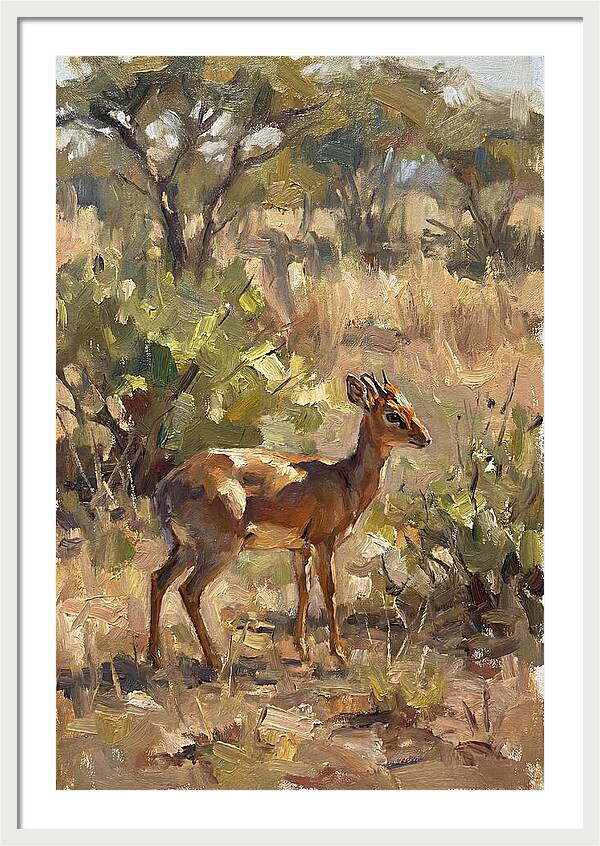 Dik Dik In Natural Habitat