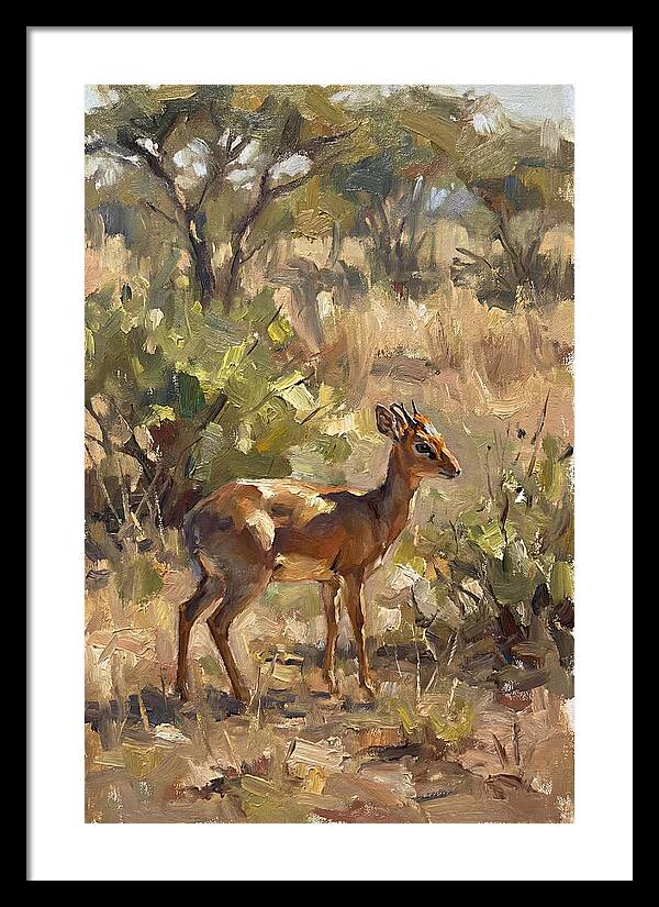 Dik Dik In Natural Habitat