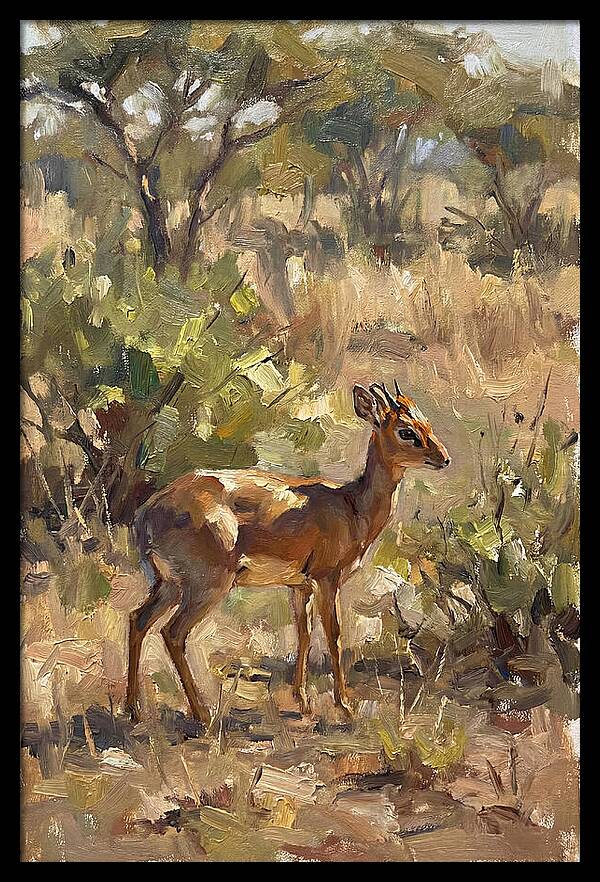 Dik Dik In Natural Habitat
