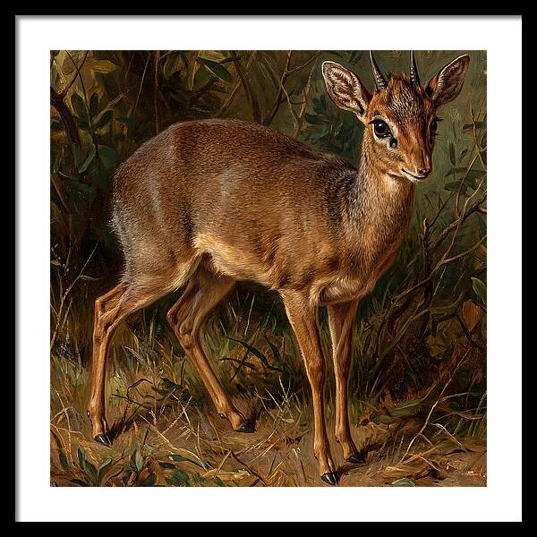 Dik Dik In Nature