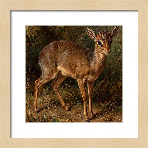 Dik Dik In Nature