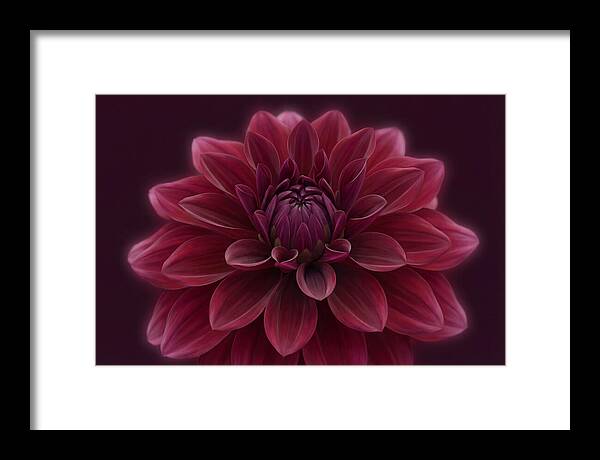 Dinner Plate Dahlia In Deep Burgundy