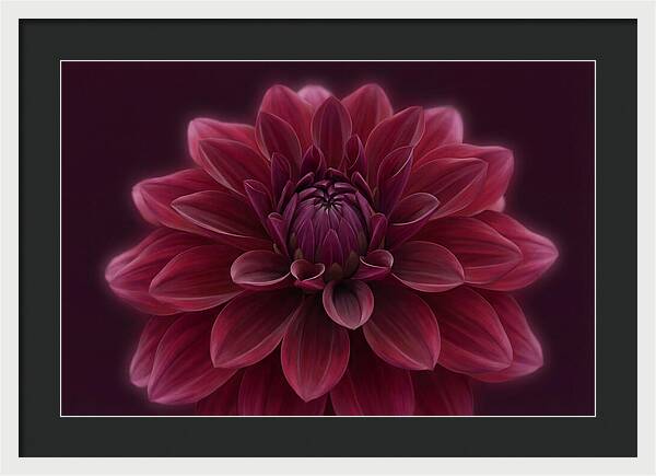 Dinner Plate Dahlia In Deep Burgundy
