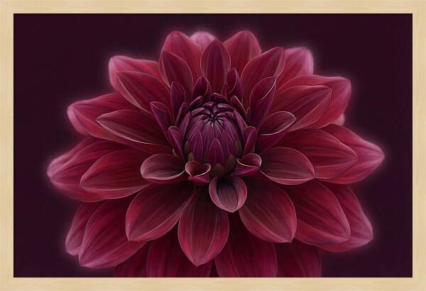 Dinner Plate Dahlia In Deep Burgundy