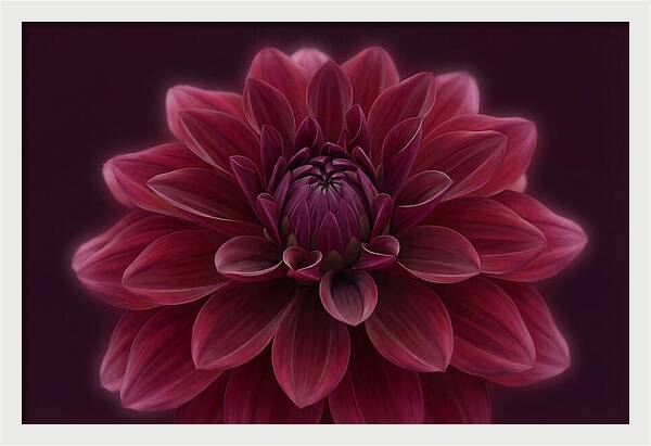 Dinner Plate Dahlia In Deep Burgundy