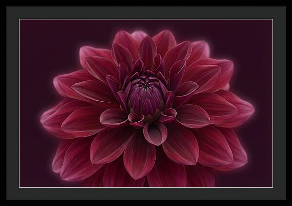 Dinner Plate Dahlia In Deep Burgundy
