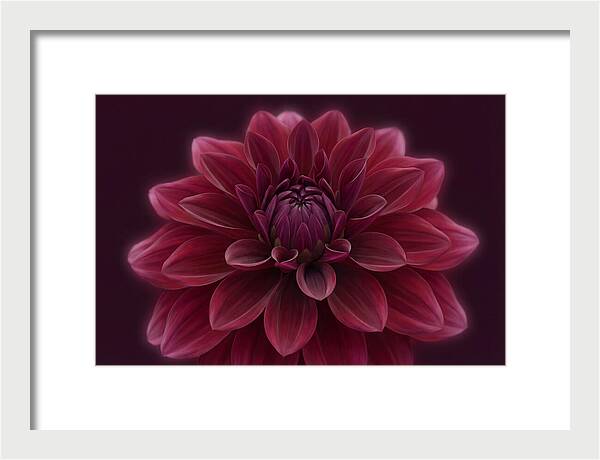 Dinner Plate Dahlia In Deep Burgundy