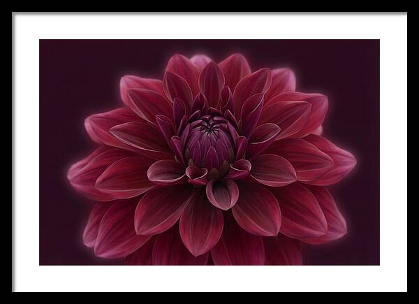 Dinner Plate Dahlia In Deep Burgundy
