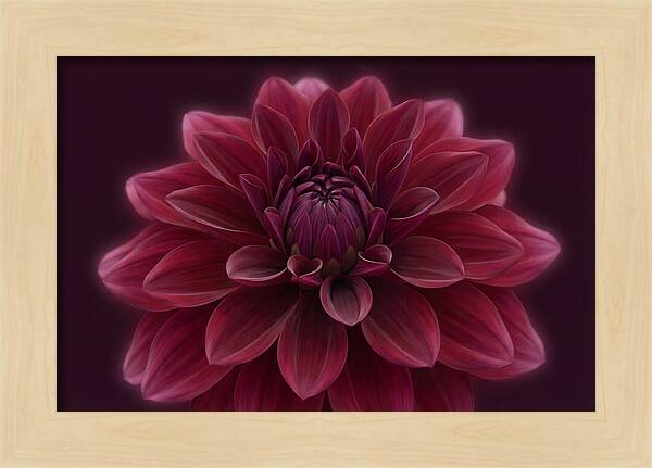 Dinner Plate Dahlia In Deep Burgundy