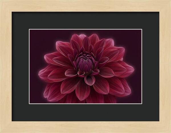 Dinner Plate Dahlia In Deep Burgundy