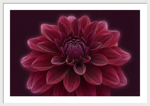 Dinner Plate Dahlia In Deep Burgundy