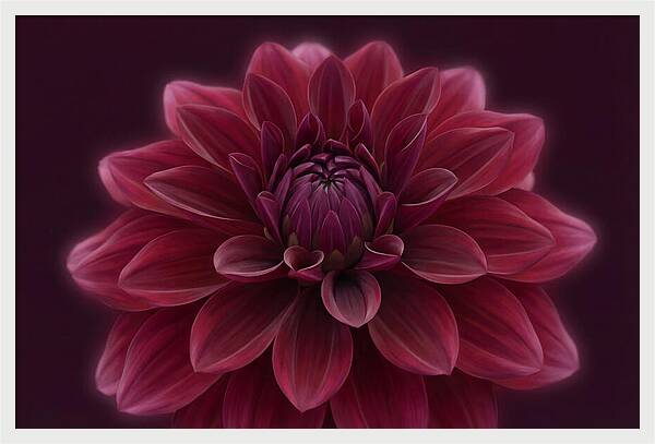 Dinner Plate Dahlia In Deep Burgundy