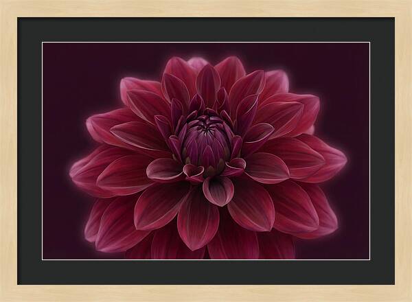 Dinner Plate Dahlia In Deep Burgundy