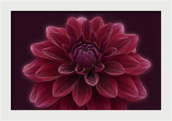 Dinner Plate Dahlia In Deep Burgundy