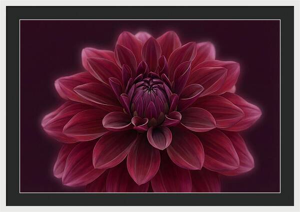 Dinner Plate Dahlia In Deep Burgundy