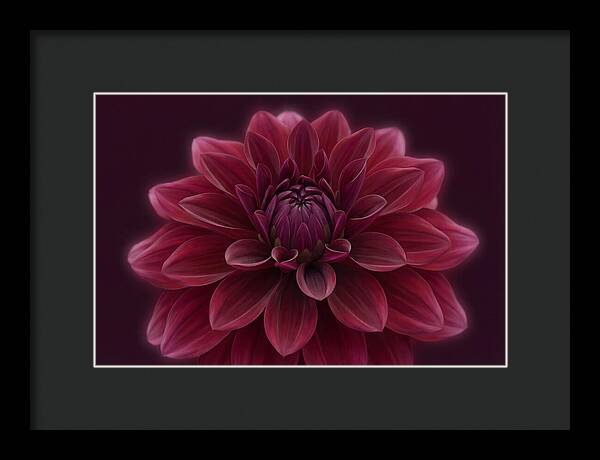 Dinner Plate Dahlia In Deep Burgundy