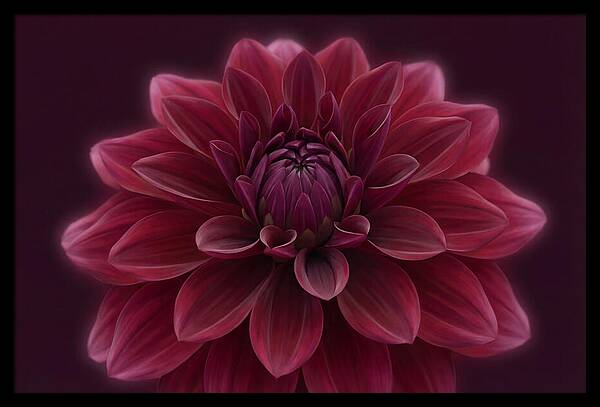 Dinner Plate Dahlia In Deep Burgundy