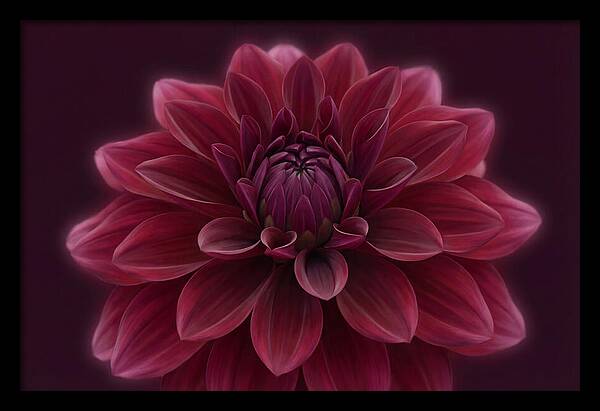 Dinner Plate Dahlia In Deep Burgundy