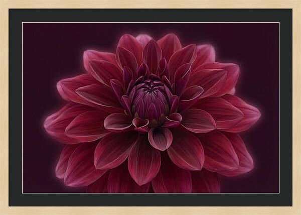 Dinner Plate Dahlia In Deep Burgundy