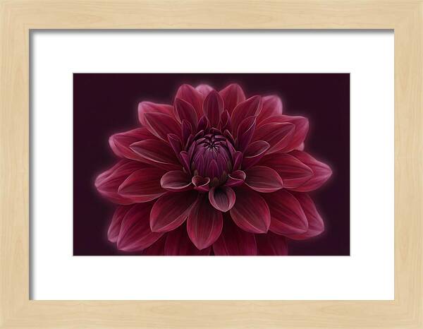 Dinner Plate Dahlia In Deep Burgundy