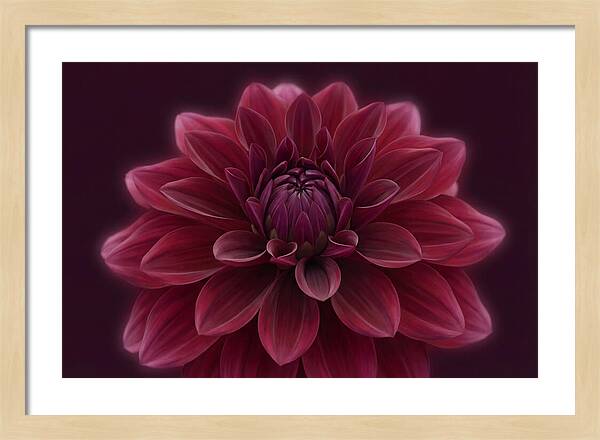 Dinner Plate Dahlia In Deep Burgundy