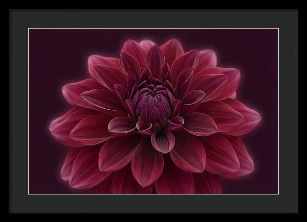 Dinner Plate Dahlia In Deep Burgundy