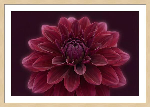 Dinner Plate Dahlia In Deep Burgundy
